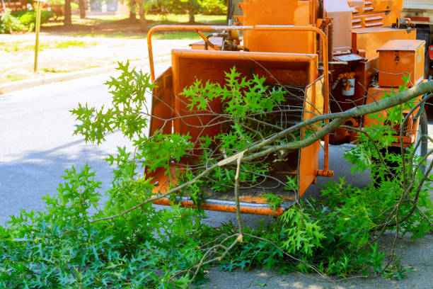 Dead Tree Removal in Buffalo, MO